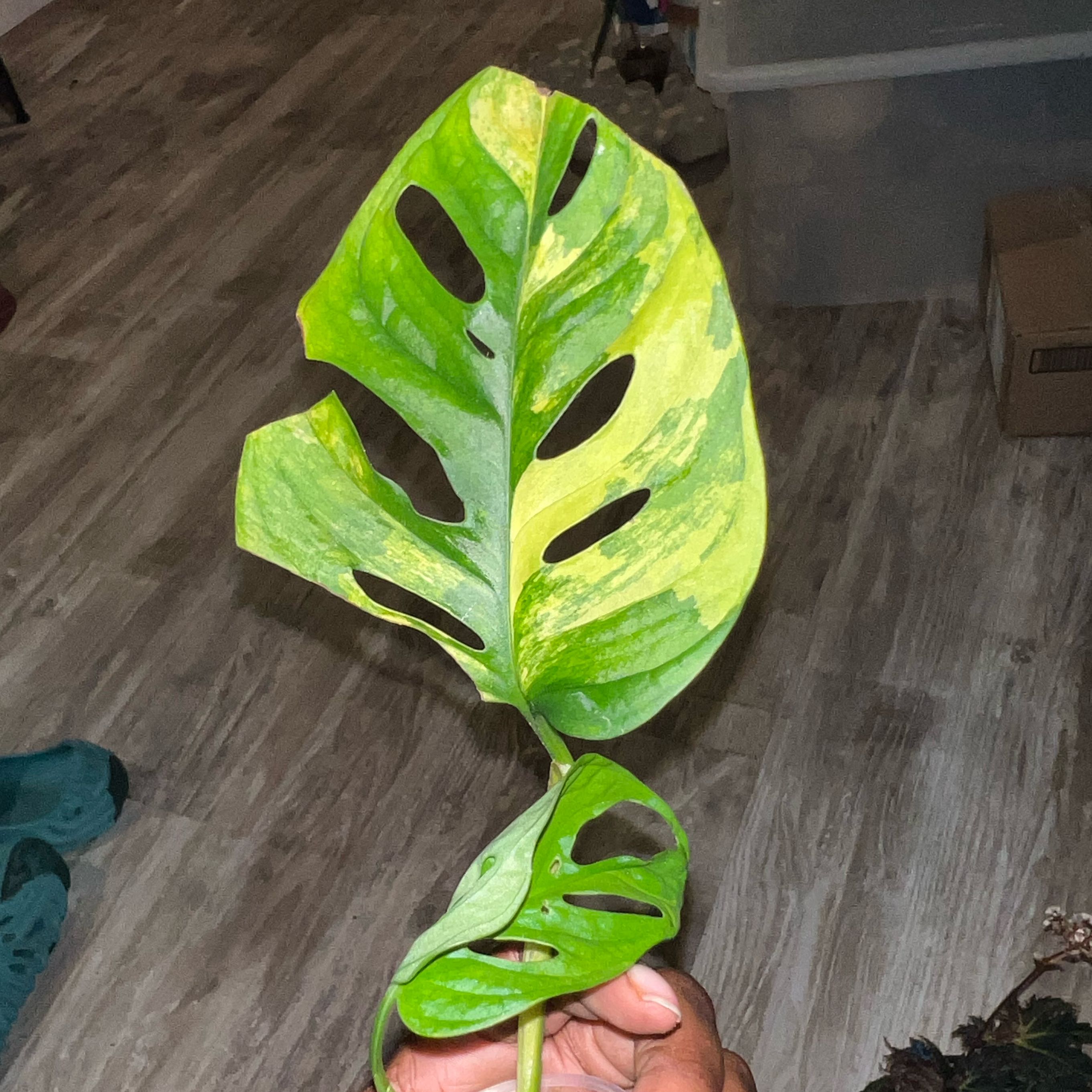 Photo of the plant species Monstera Adansonii Variegated by @DailyDose_OfLee named Adansonii Aurea on Greg, the plant care app