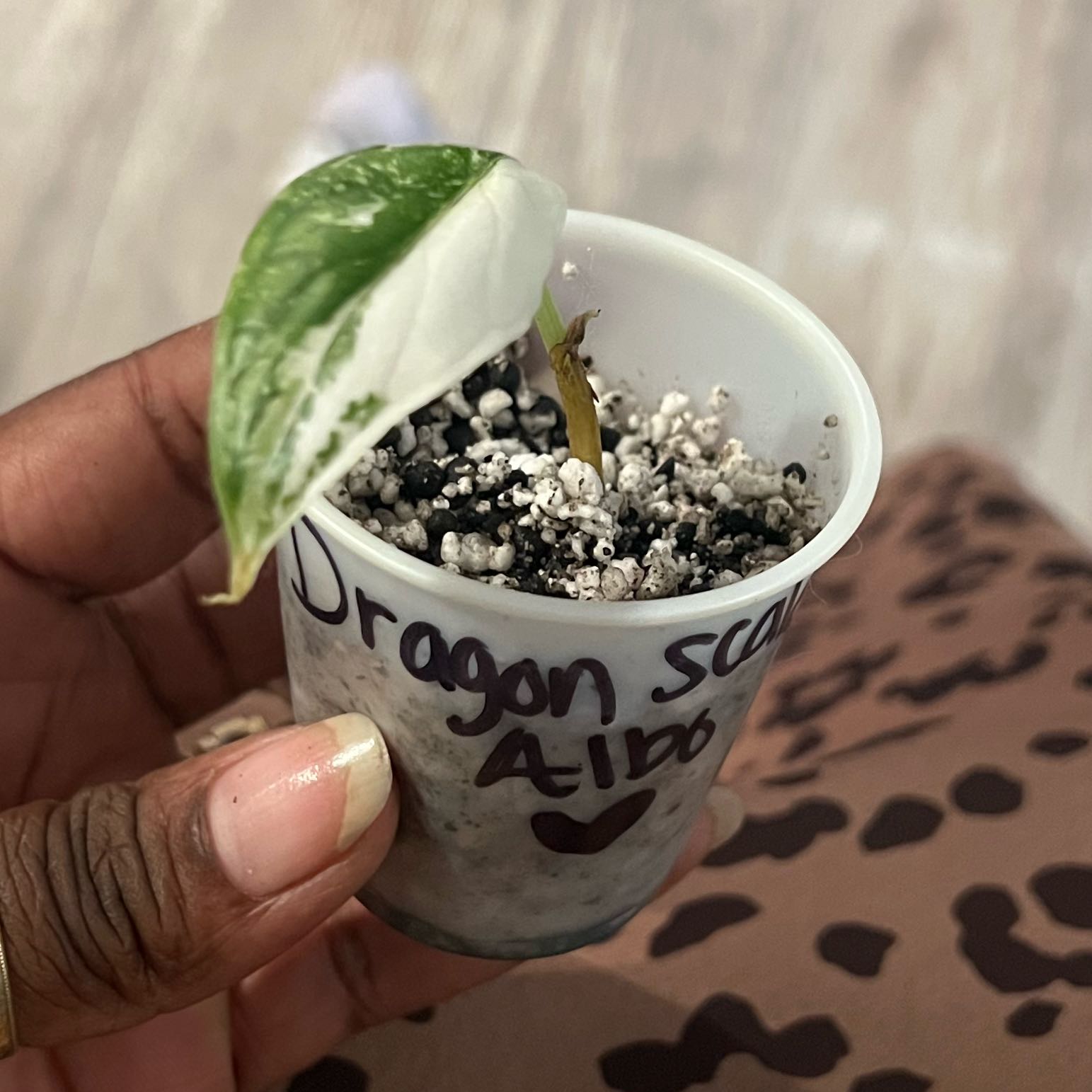 Photo of the plant species Alocasia Dragon Scale Albo by @DailyDose_OfLee named Dragon scale Albo on Greg, the plant care app
