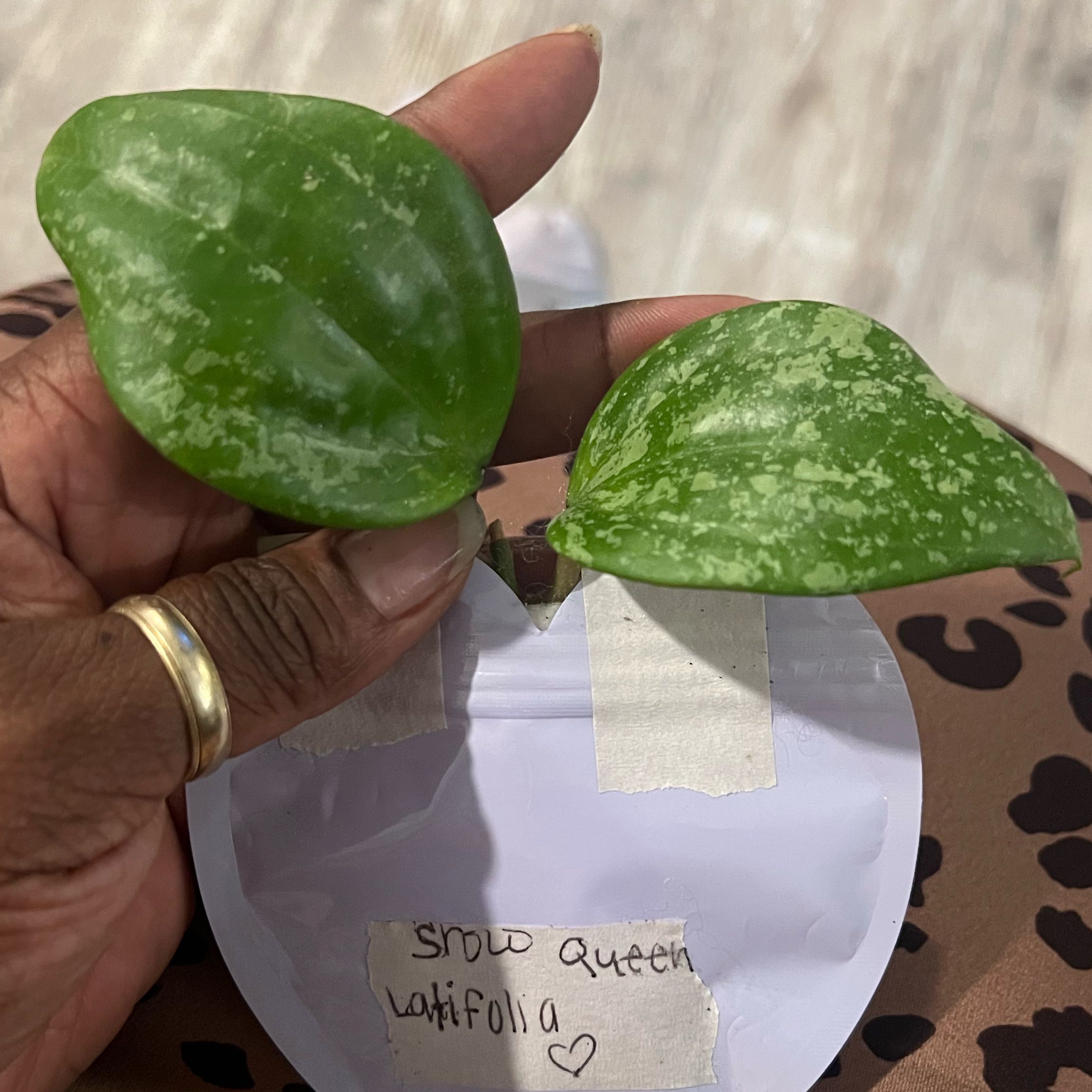 Photo of the plant species Snow Queen Hoya by @DailyDose_OfLee named Latifolia snow queen on Greg, the plant care app