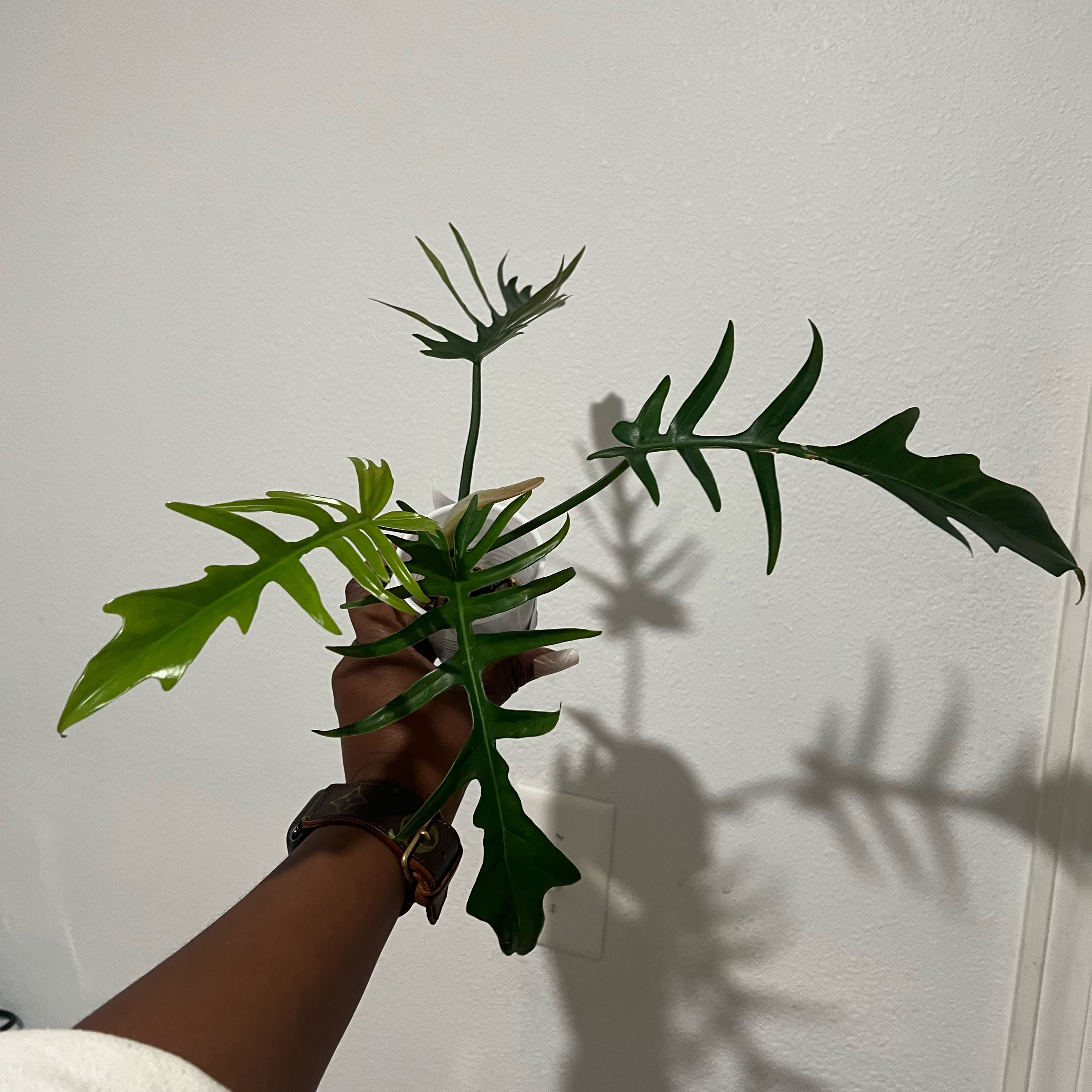 Photo of the plant species Philodendron tortum by @DailyDose_OfLee named Reverted Florida Beauty X Tortum on Greg, the plant care app
