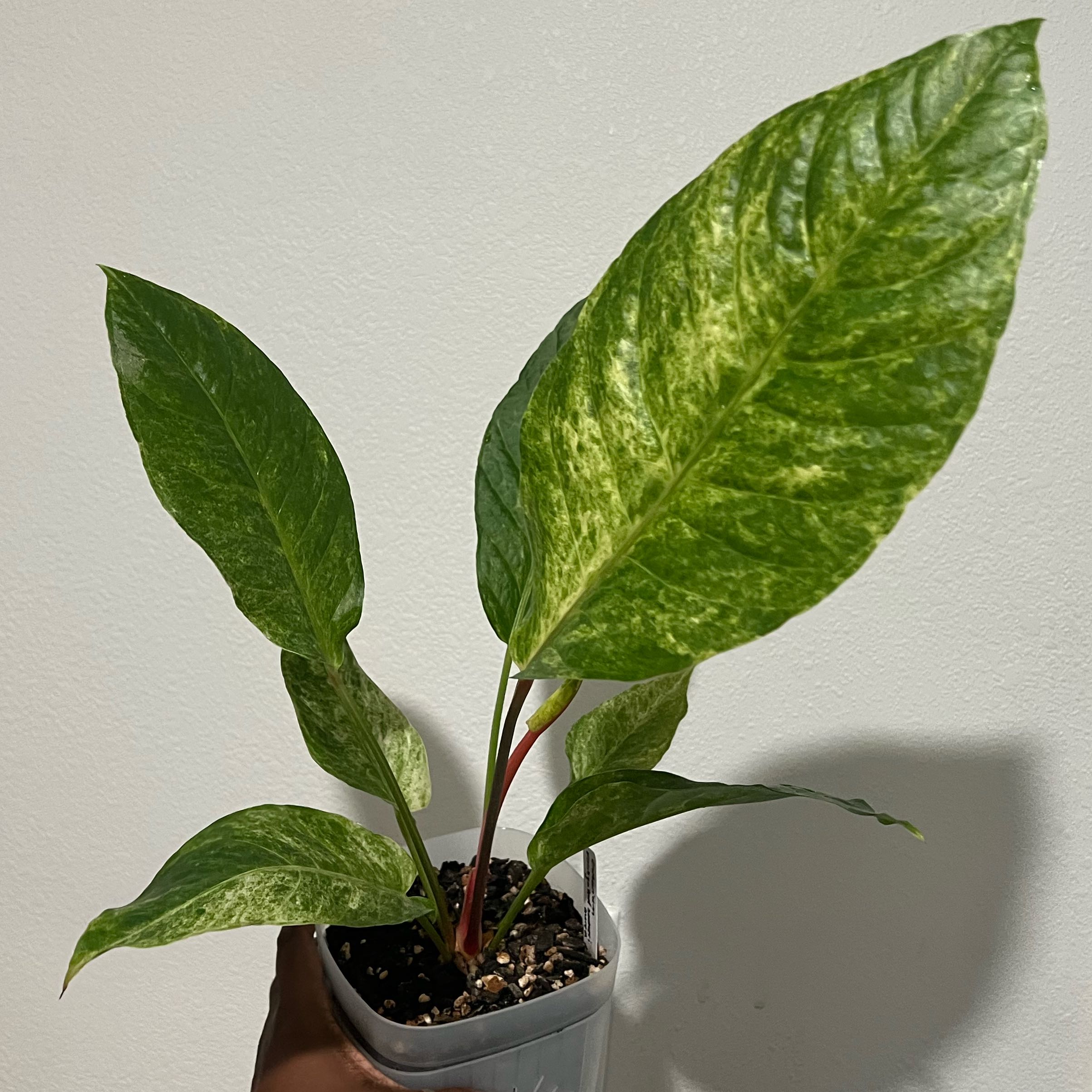 Photo of the plant species Variegated Hookeri by @DailyDose_OfLee named .. on Greg, the plant care app