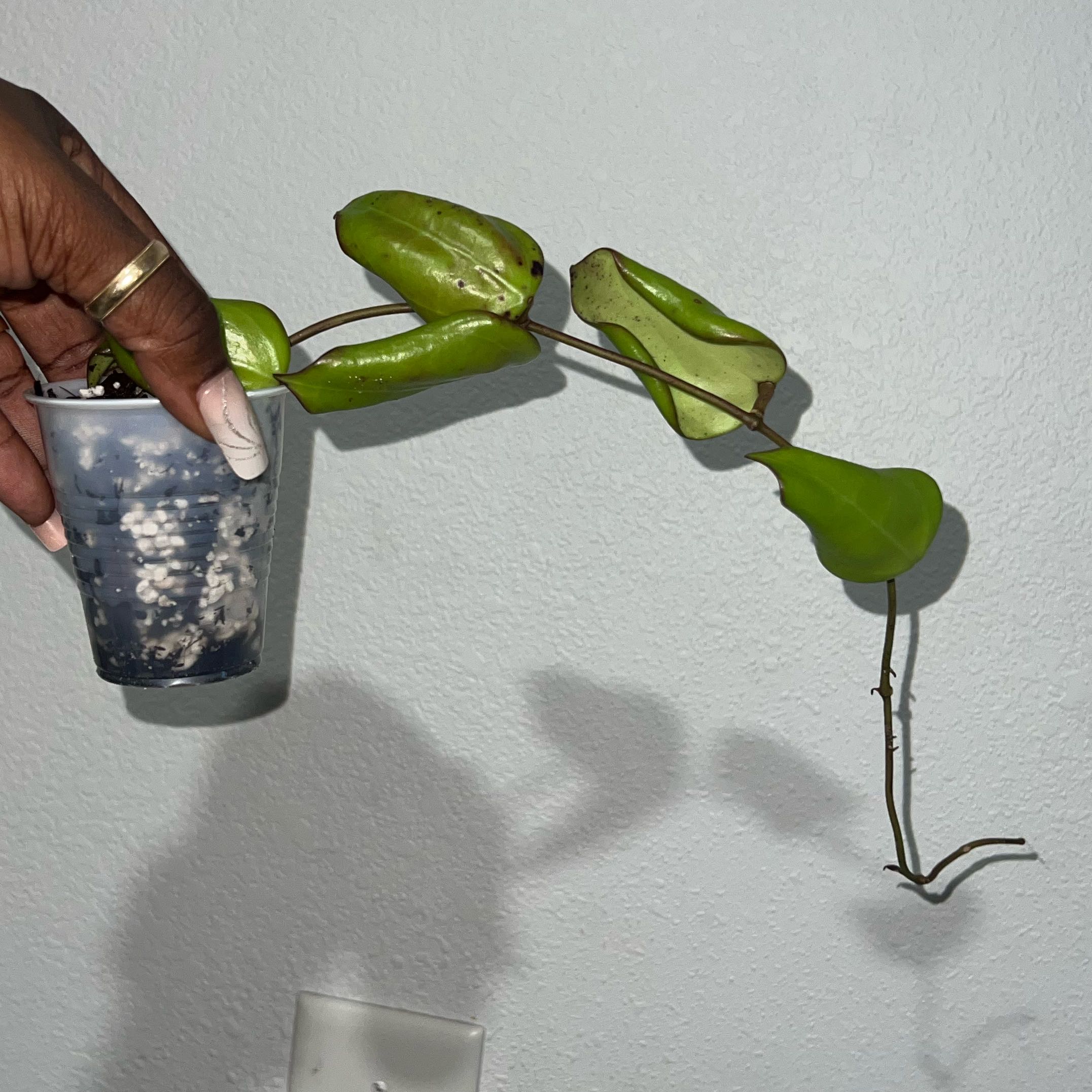 Photo of the plant species Hoya montana by @DailyDose_OfLee named . on Greg, the plant care app