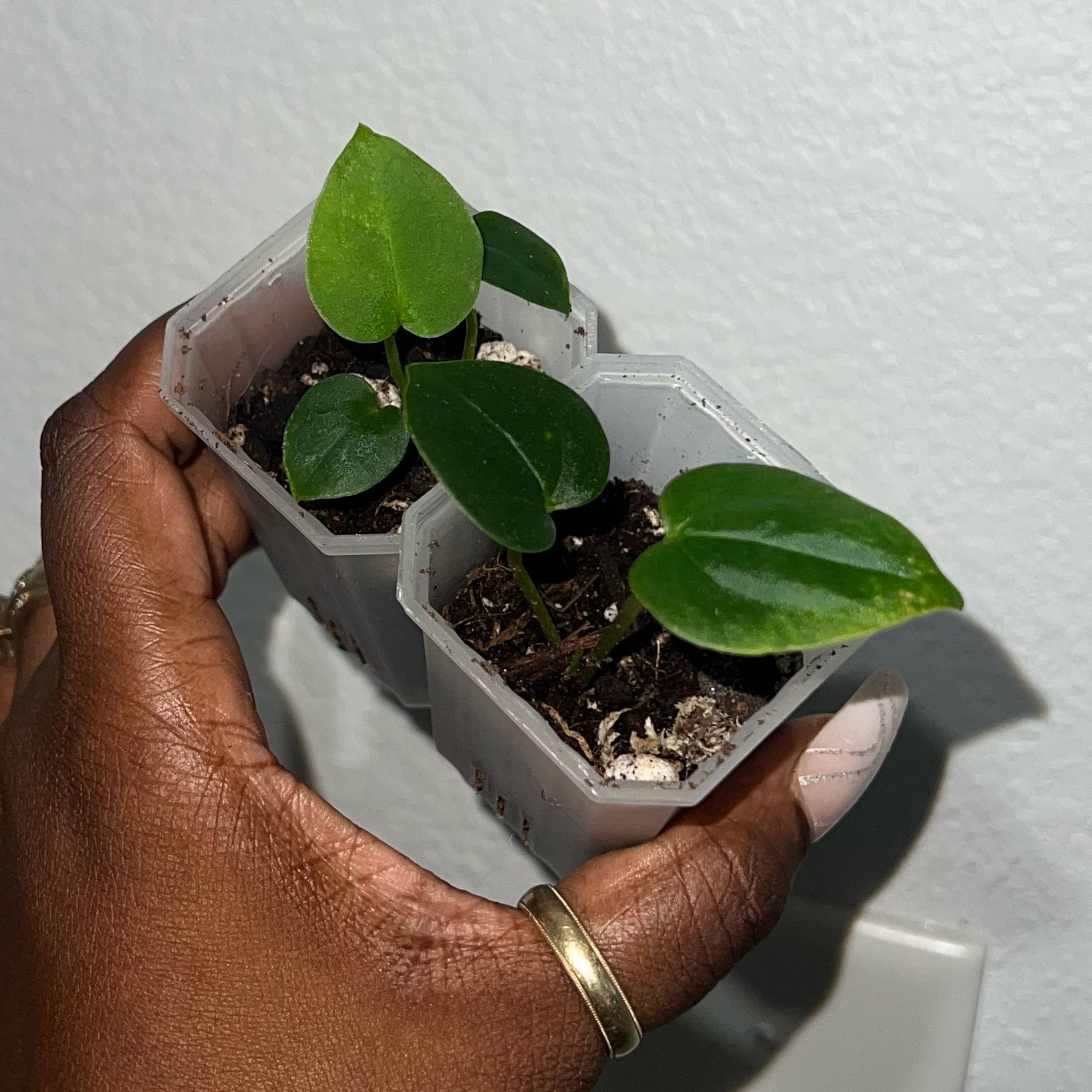 Photo of the plant species Anthurium Brielle X by @DailyDose_OfLee named Brielle x RC x Ralph Lynam x self on Greg, the plant care app