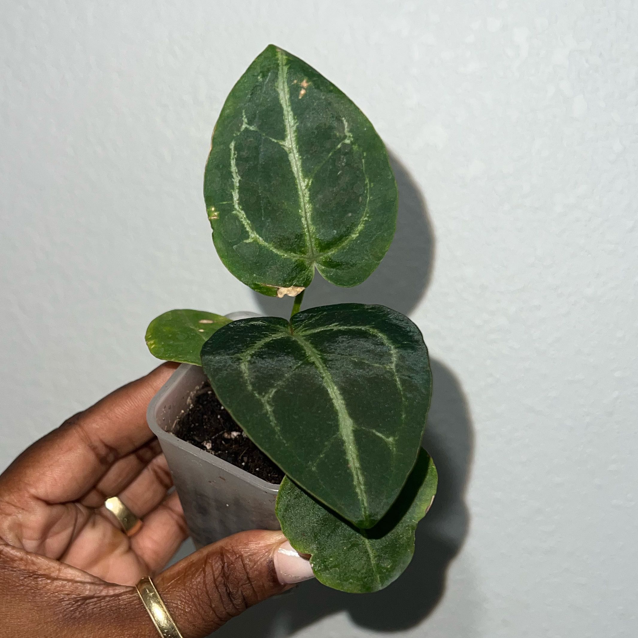 Photo of the plant species Anthurium magnificum by @DailyDose_OfLee named Jungle giant x Phoenix x mag x crystal on Greg, the plant care app