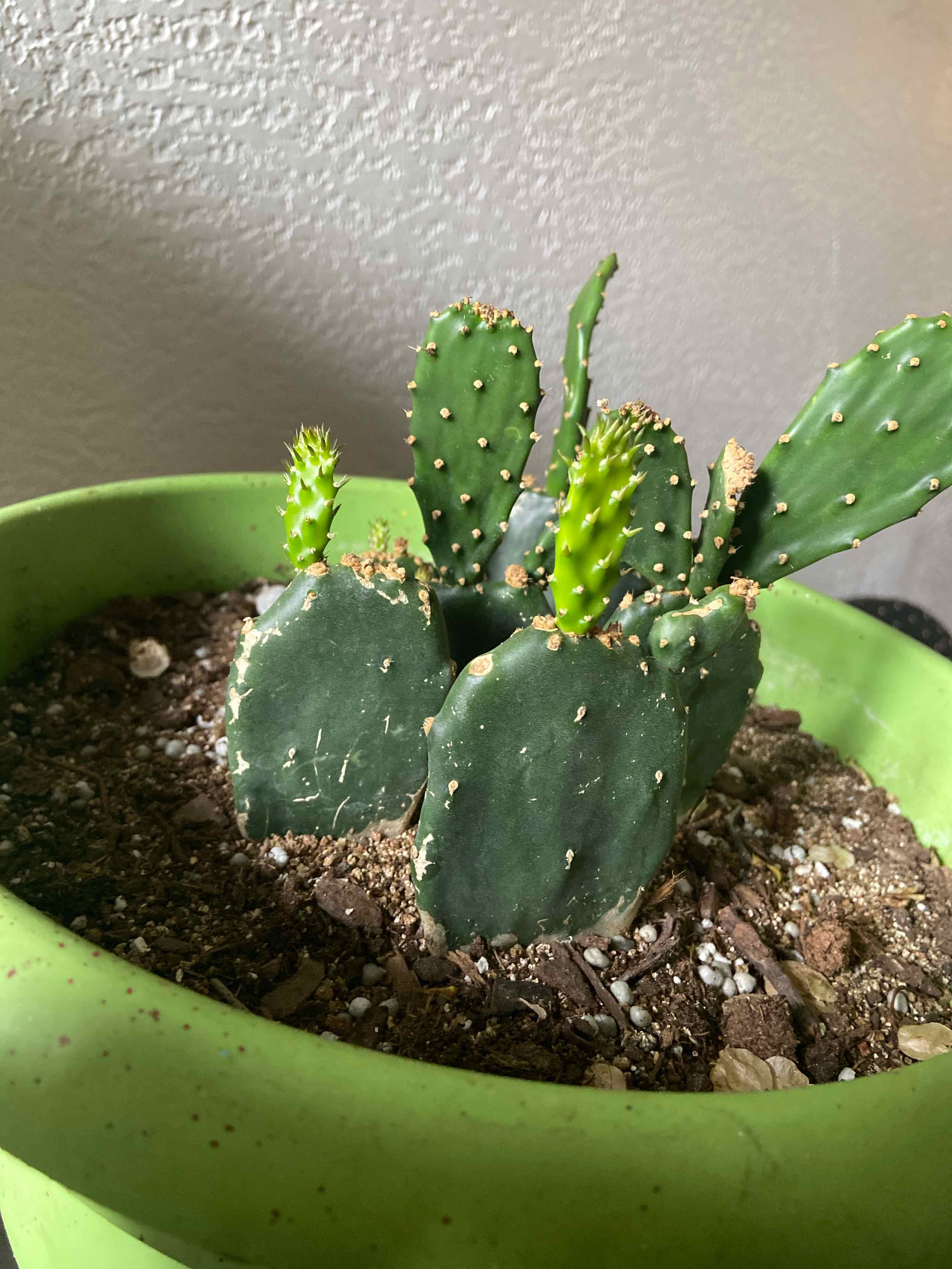 Smooth Prickly Pear cactus in a green pot with visible new growth.