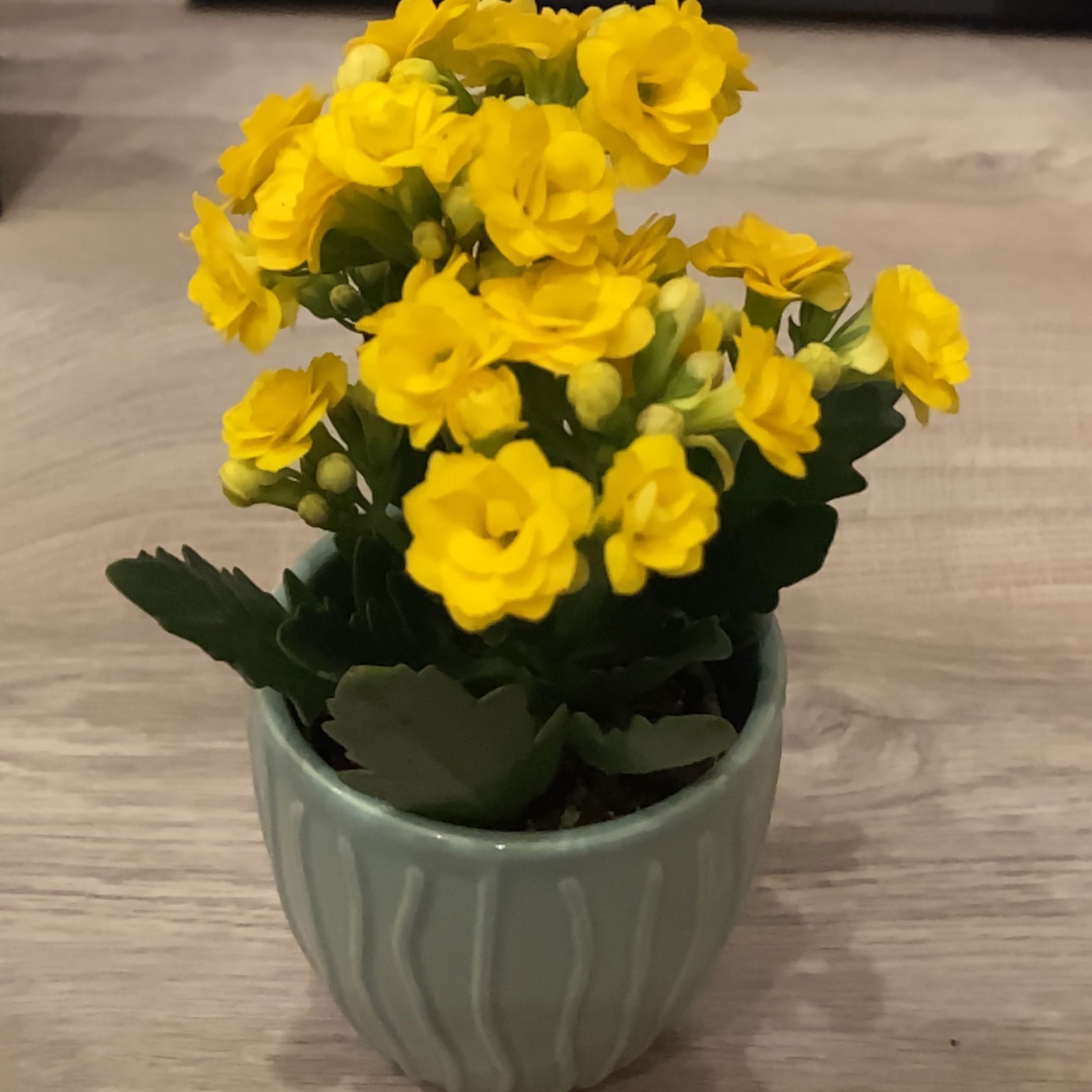 Plant care for Calandiva Orange Florist Kolanchoe on Greg, the plant care app