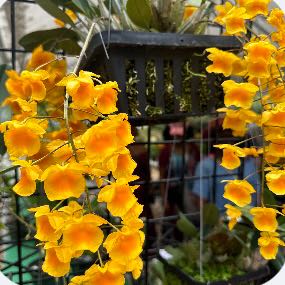 Photo of the plant species dendrobium by @GladCorrea named Sir Plancelot on Greg, the plant care app