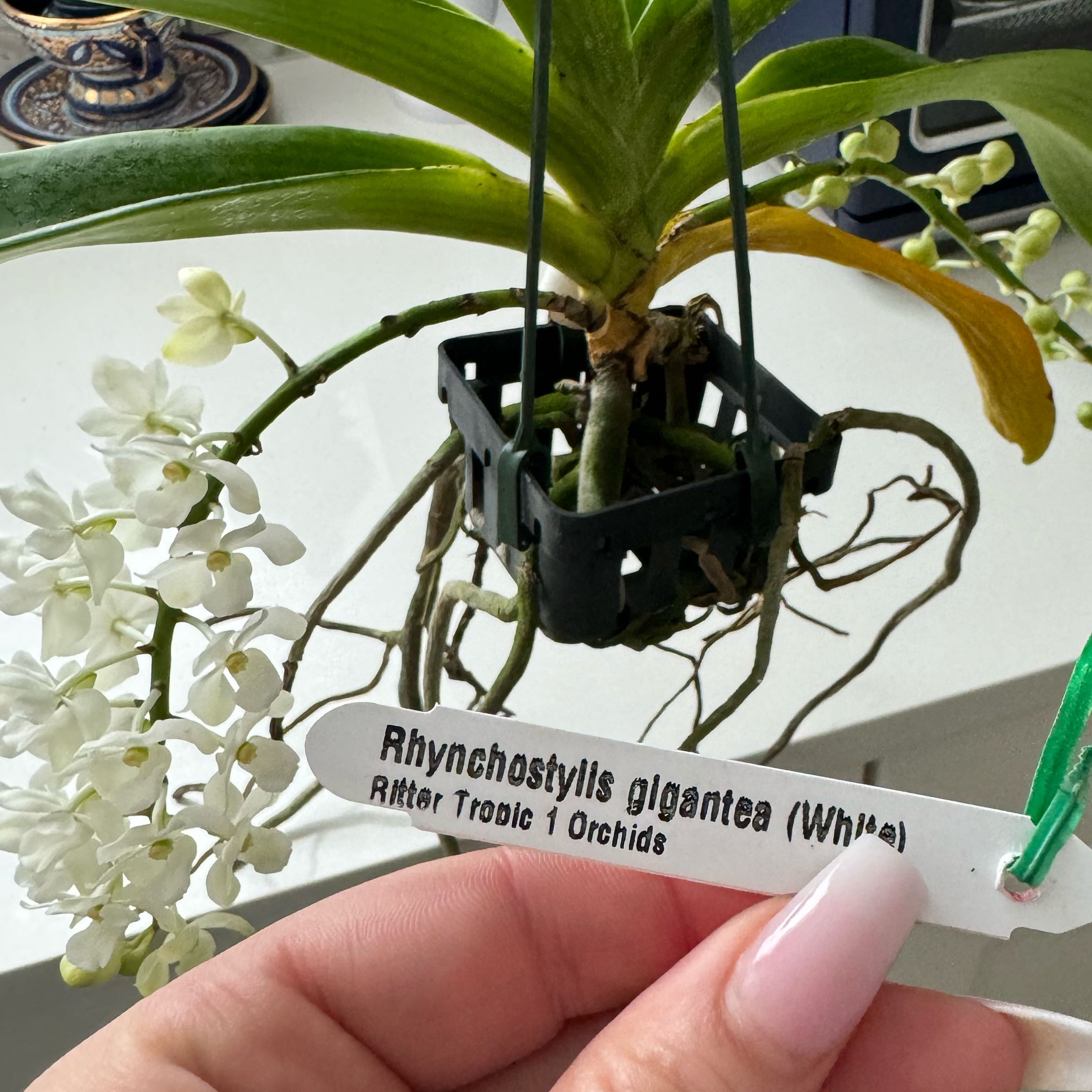 Photo of the plant species foxtail orchid by @GladCorrea named Bigleef Smalls on Greg, the plant care app