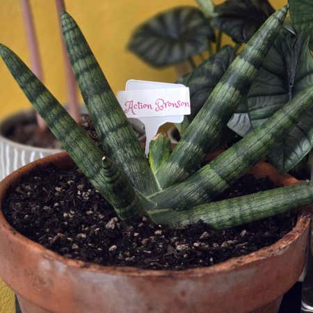 Photo of the plant species Sansevieria cylindrica 'Starfish' by @UnspoiltAsarina named Action Bronson on Greg, the plant care app