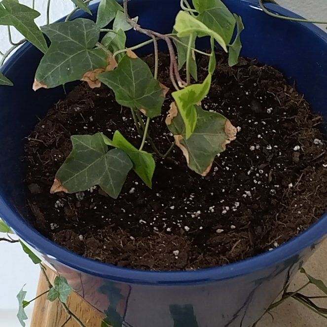 Morgan Treeman | A plant by @UniqueTigerjade on Greg