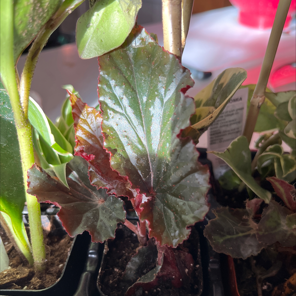 Photo of the plant species Rex Begonia Jurassic Watermelon by @DoubtlessMelon named Madonna on Greg, the plant care app