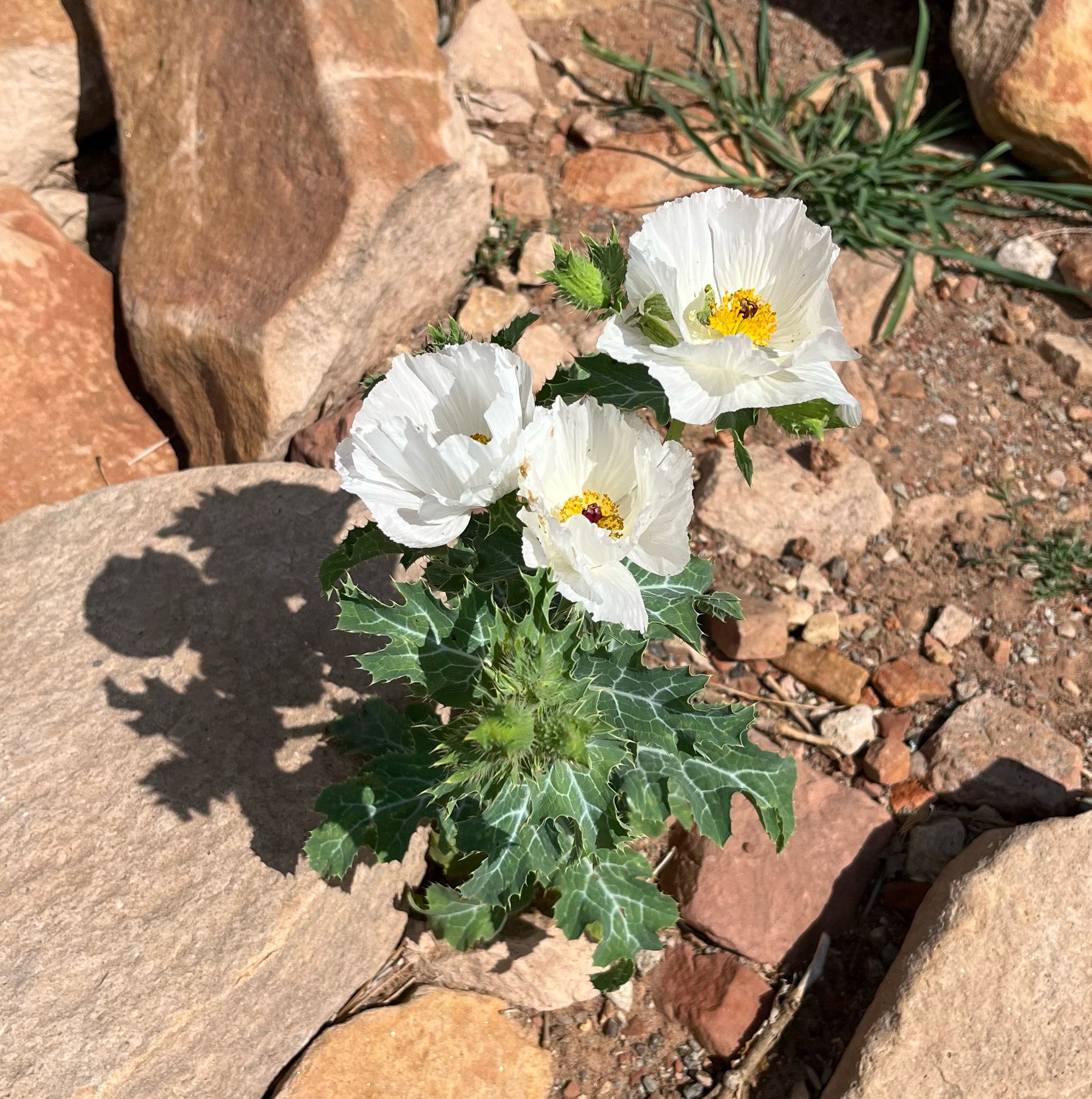 Photo of the plant species Bluestem Pricklypoppy by @CleanHarebell named Huckleberry Fern on Greg, the plant care app