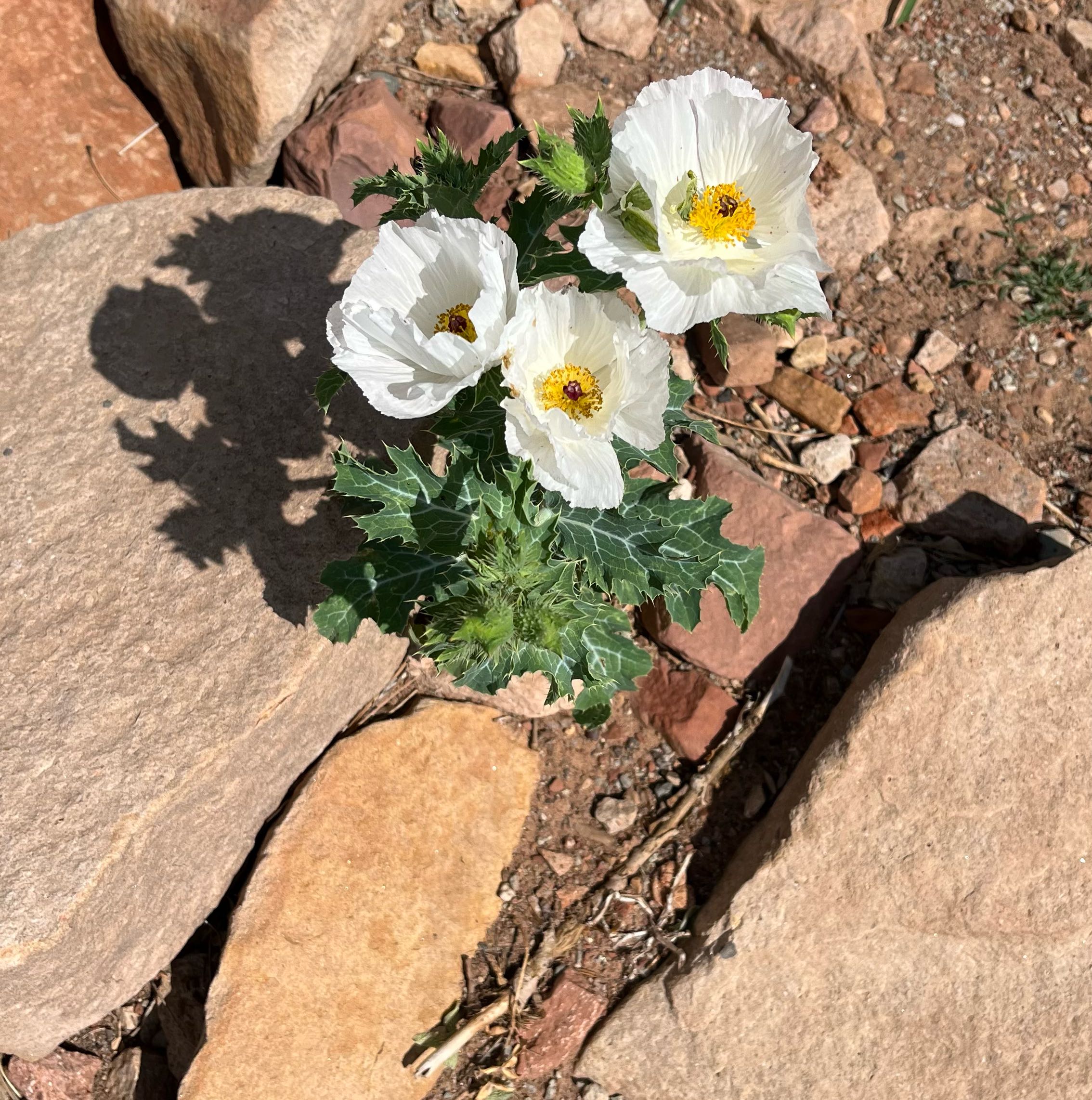 Photo of the plant species Bluestem Pricklypoppy by @CleanHarebell named Apollo on Greg, the plant care app
