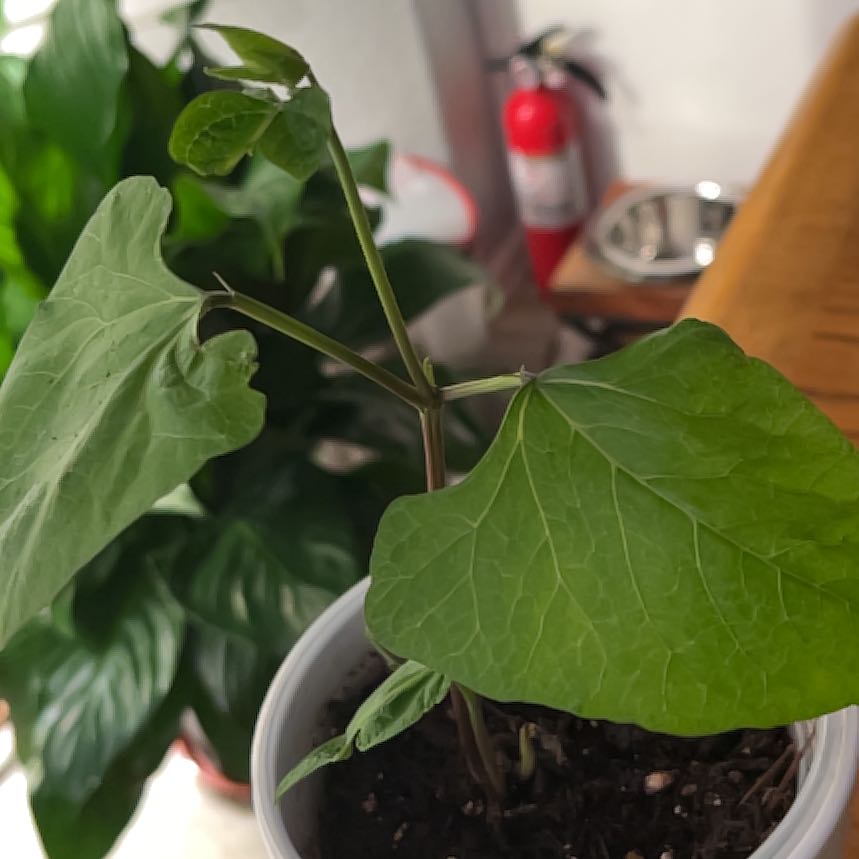 Photo of the plant species Scarlet Runner Bean by @CleanHarebell named Sigmund on Greg, the plant care app