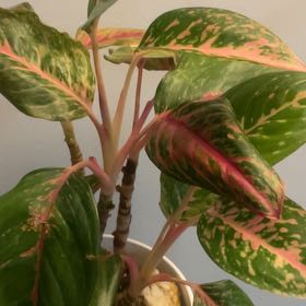 Photo of the plant species Chinese Evergreen 'Garnet Coltrane' by @WittyPersianivy named Darwin on Greg, the plant care app