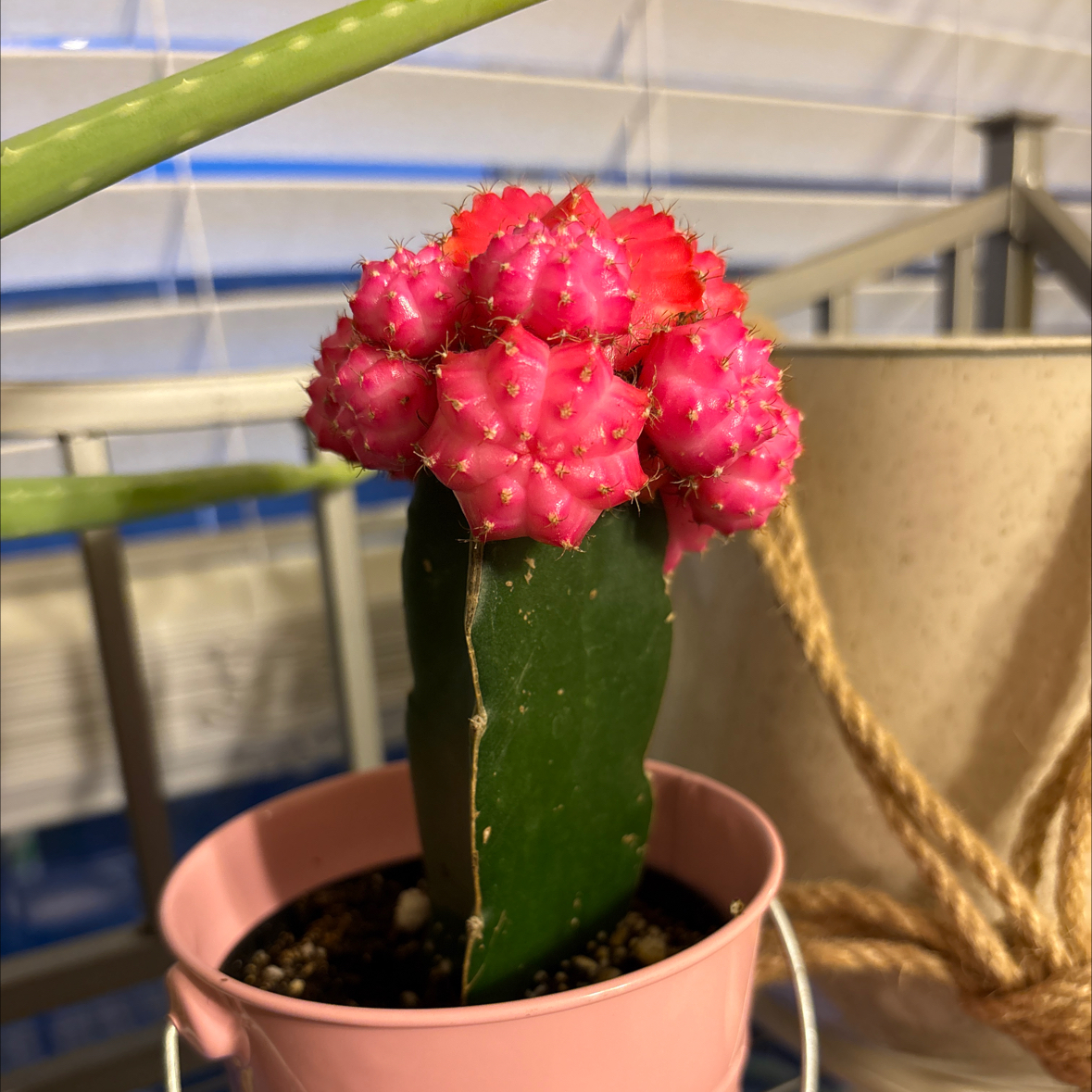 Photo of the plant species Macho Milano by @CamRed named Jewel on Greg, the plant care app