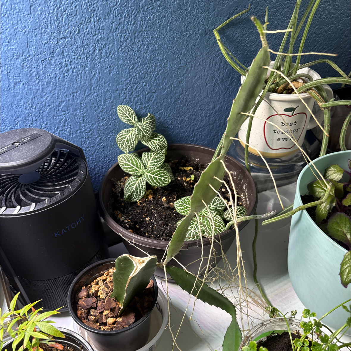 Photo of the plant species Macho Milano by @CamRed named Moon on Greg, the plant care app