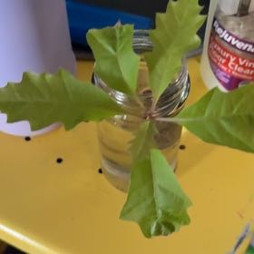 Photo of the plant species Northern Red Oak by @CamRed named Walt on Greg, the plant care app