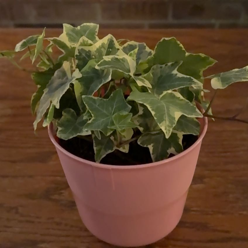 Photo of the plant species English Ivy variegated by @CamRed named Emerson on Greg, the plant care app