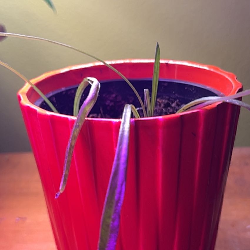 Photo of the plant species Treasureflower by @FreeBluegrama named Huckleberry Fern on Greg, the plant care app