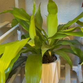 Photo of the plant species Dracaena Goldstar by @NurseJellybeans named Anne on Greg, the plant care app