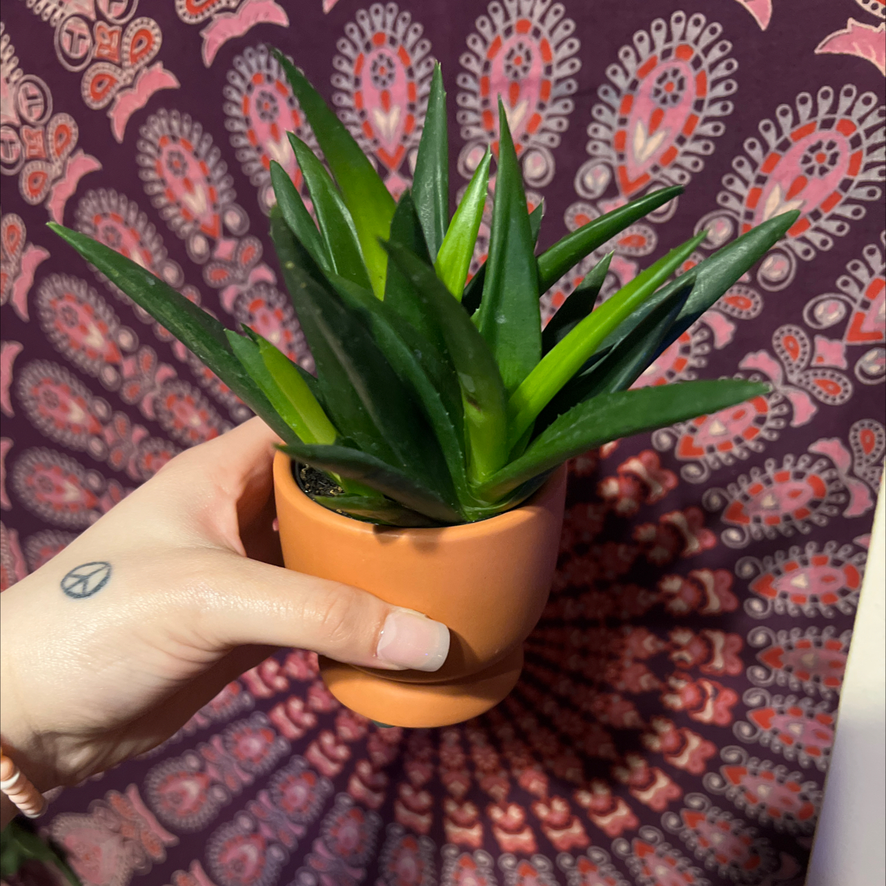 Alworthia 'Black Gem' plant in a terracotta pot held by a hand against a patterned background.