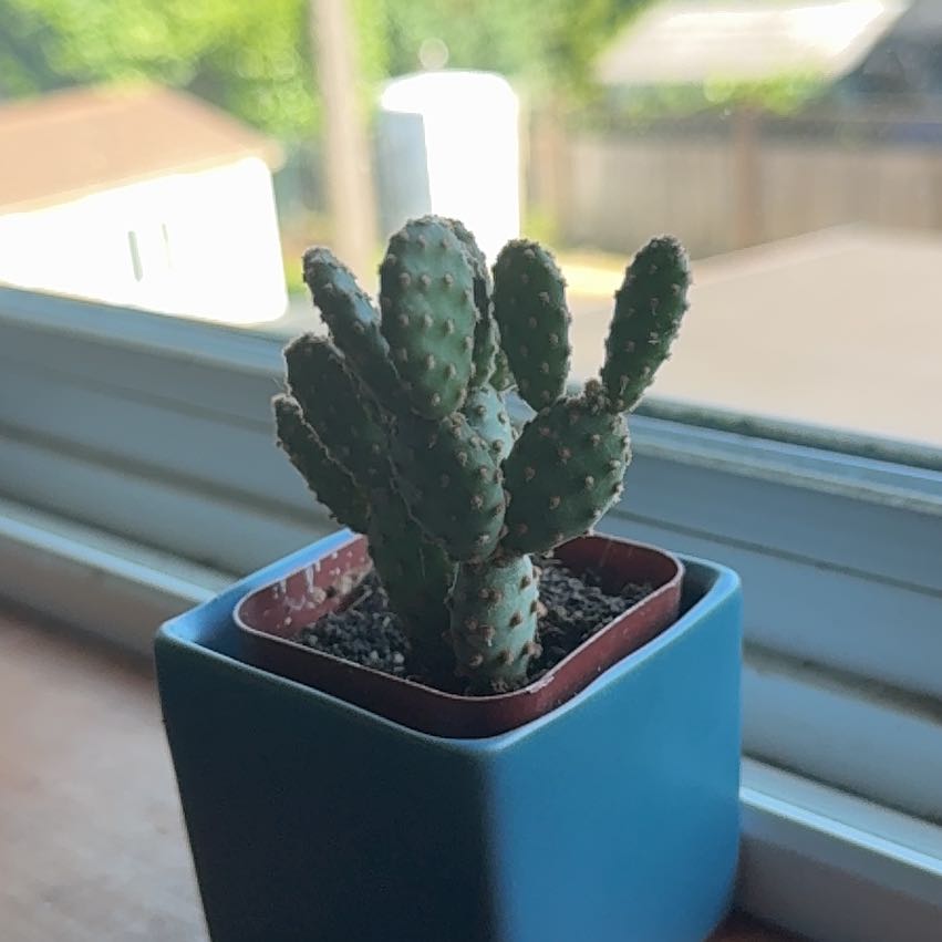 Photo of the plant species Miniature Cinnamon Cactus by @HardyGasteria named Lola on Greg, the plant care app