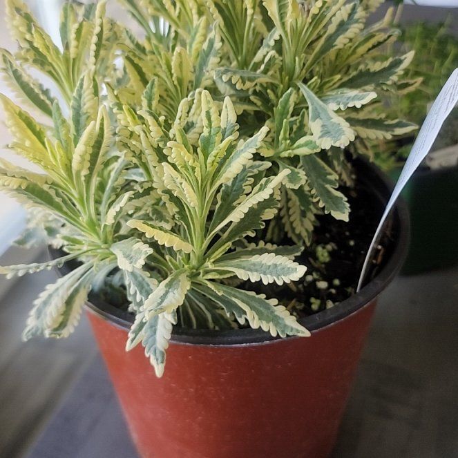 Photo of the plant species Meerlo Lavender by @DearSandcarpet named Sir Plancelot on Greg, the plant care app
