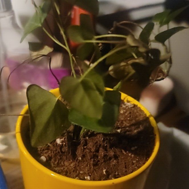Photo of the plant species Ivy by @FunnyMaleberry named Hamilton on Greg, the plant care app