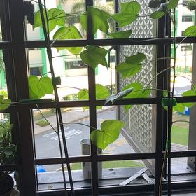 Photo of the plant species Wild Cotton Plant by @HeroicFicusalii named Plant A on Greg, the plant care app