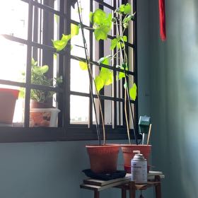 Photo of the plant species Wild Cotton Plant by @HeroicFicusalii named Plant B on Greg, the plant care app
