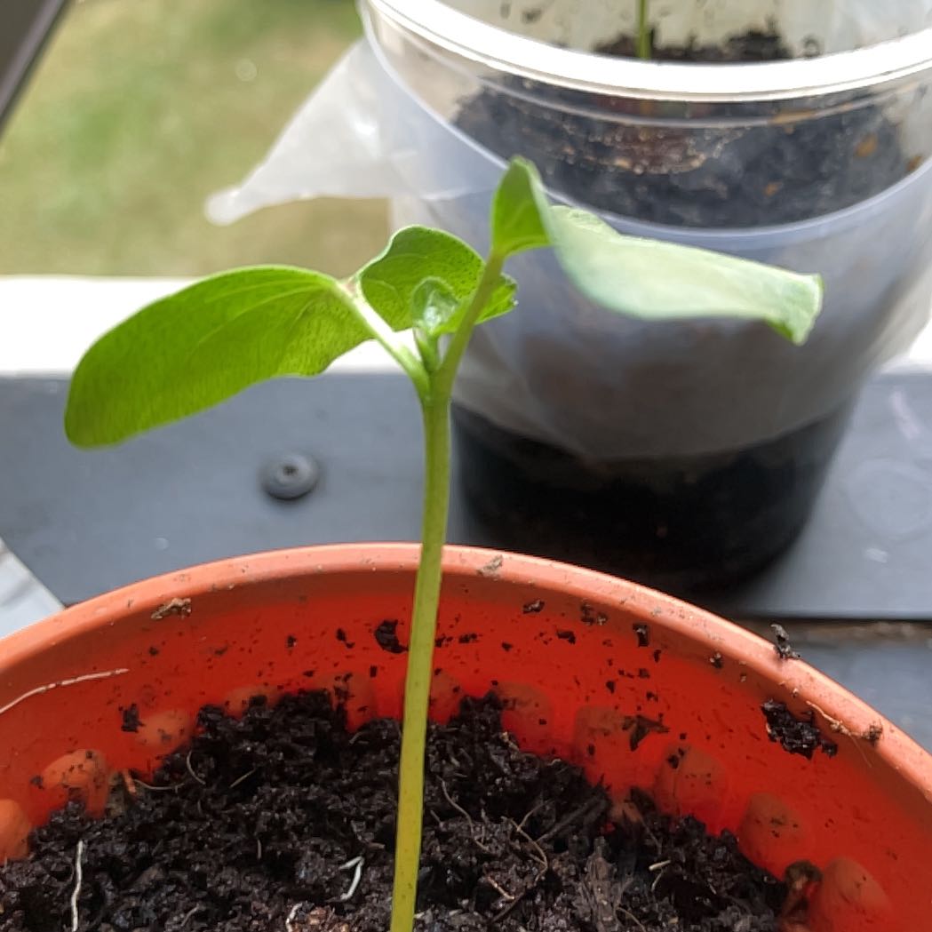 Photo of the plant species Wild Cotton Plant by @HeroicFicusalii named Plant C on Greg, the plant care app