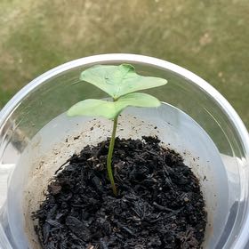 Photo of the plant species Wild Cotton Plant by @HeroicFicusalii named Plant D on Greg, the plant care app