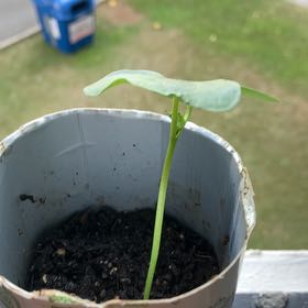 Photo of the plant species Wild Cotton Plant by @HeroicFicusalii named Plant E on Greg, the plant care app