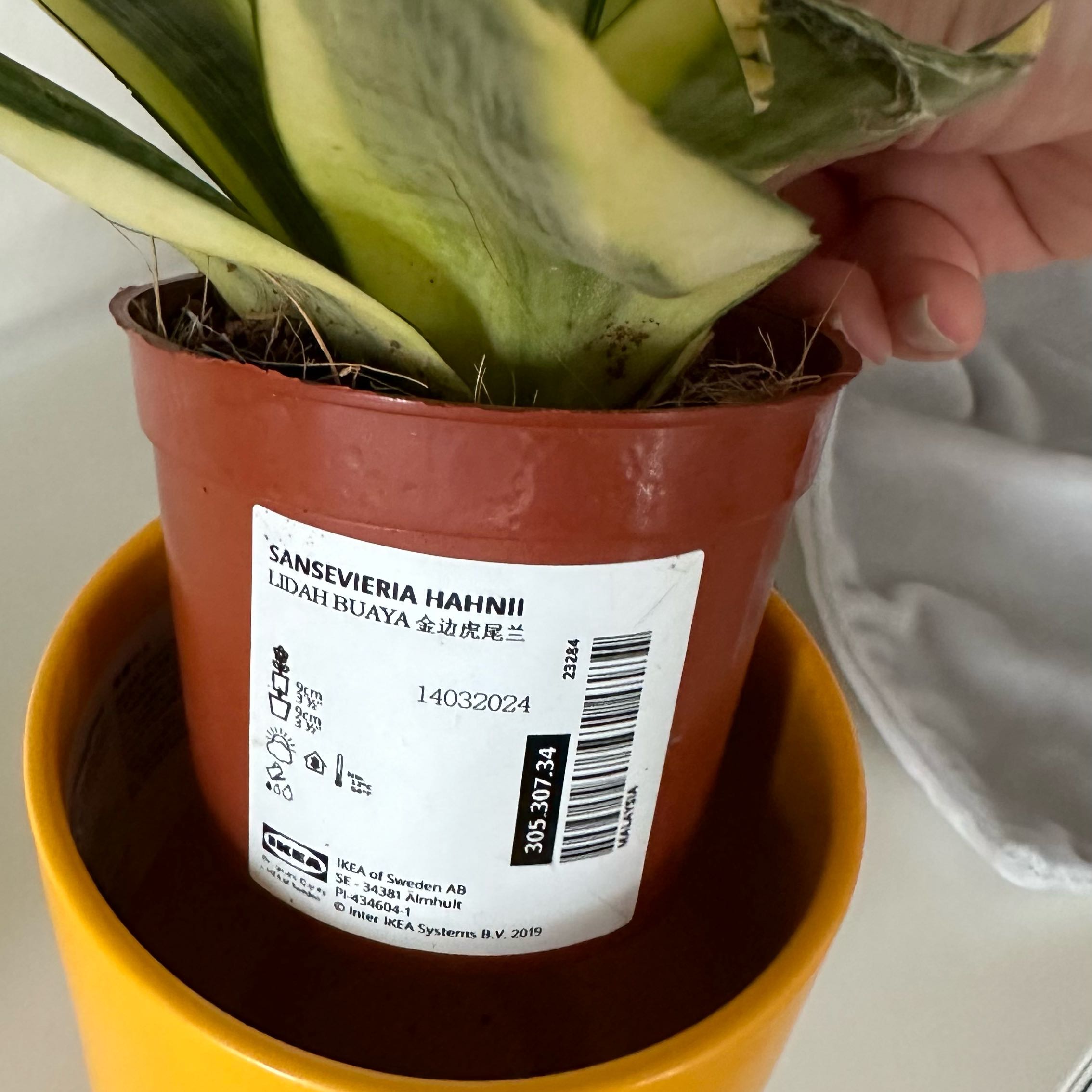 Photo of the plant species Snow White Snake Plant by @CoolMoonstone named Stella on Greg, the plant care app