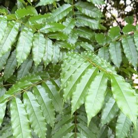 Photo of the plant species Lucky Bean Tree by @CoolMoonstone named Tolkien on Greg, the plant care app