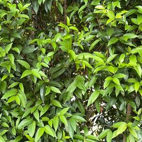 Photo of the plant species Common Myrtle by @CoolMoonstone named Ronaldo on Greg, the plant care app