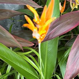 Photo of the plant species Parrot's Plantain by @CoolMoonstone named Beckham on Greg, the plant care app