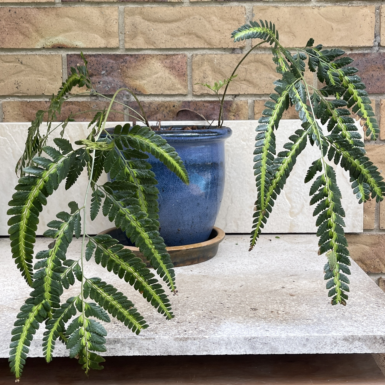 Photo of the plant species Indian Holly Fern by @GenuineBacopa named Demi on Greg, the plant care app