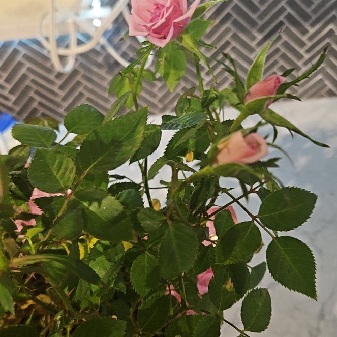 Photo of the plant species Cupcake Mini Rose by @FunAltmanstar named Dolores on Greg, the plant care app