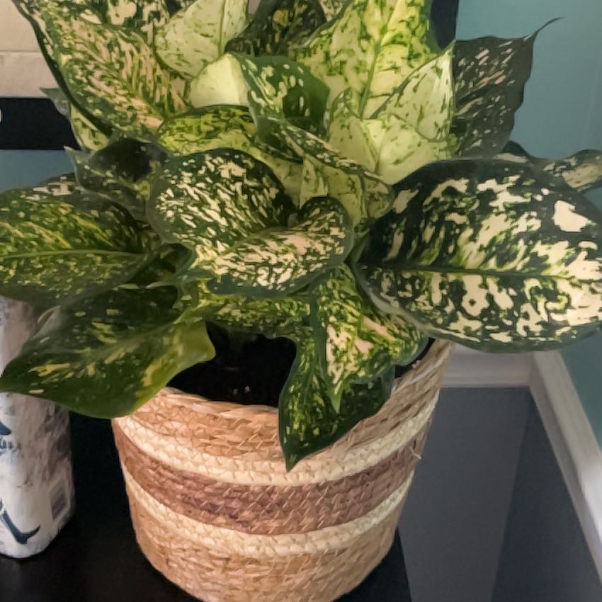 Photo of the plant species Chinese Evergreen by @BlazingCapeweed named Diana on Greg, the plant care app