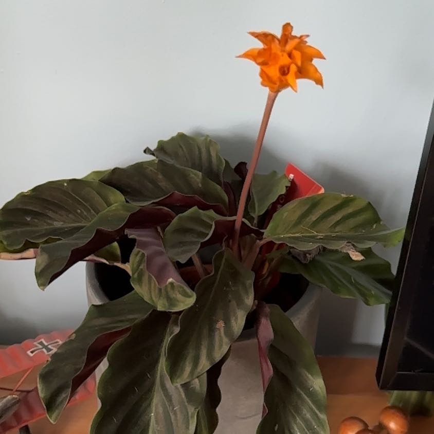 Photo of the plant species Goeppertia crocata by @NonpareilGray named Luna on Greg, the plant care app