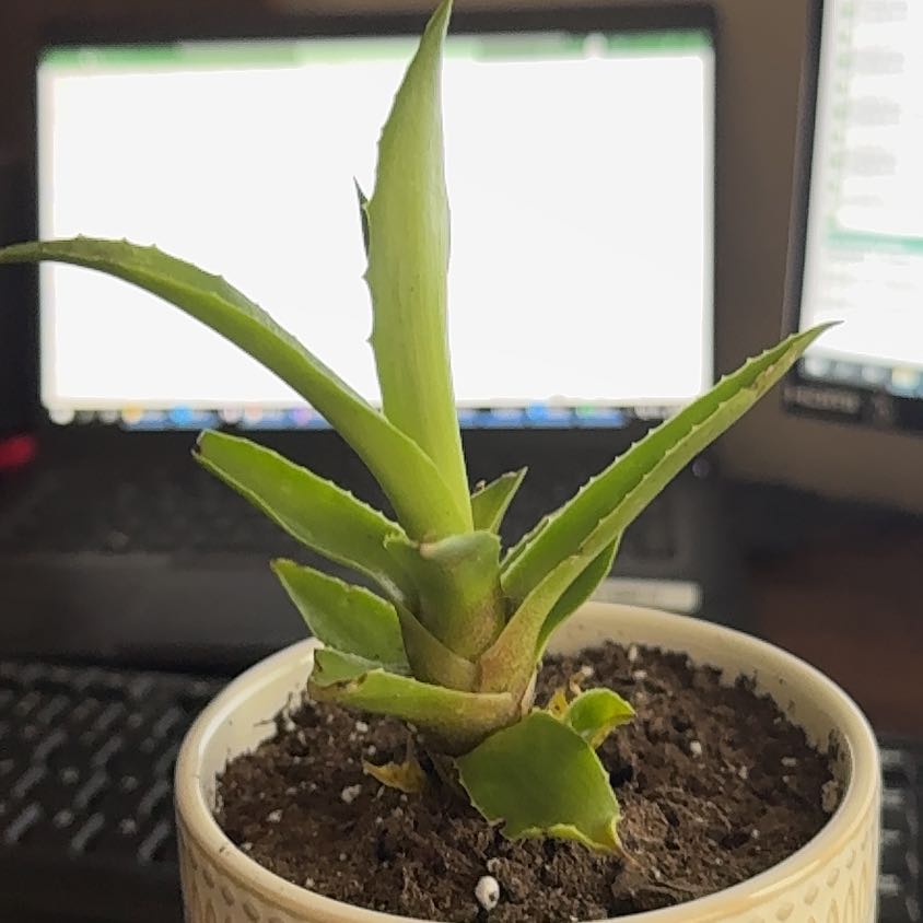 Agave desmettiana 'Variegata' plant in a small pot with visible soil, well-framed and in focus.