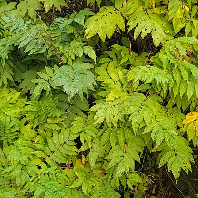 Photo of the plant species False Spiraea by @PerfectLimetuff named Miley on Greg, the plant care app