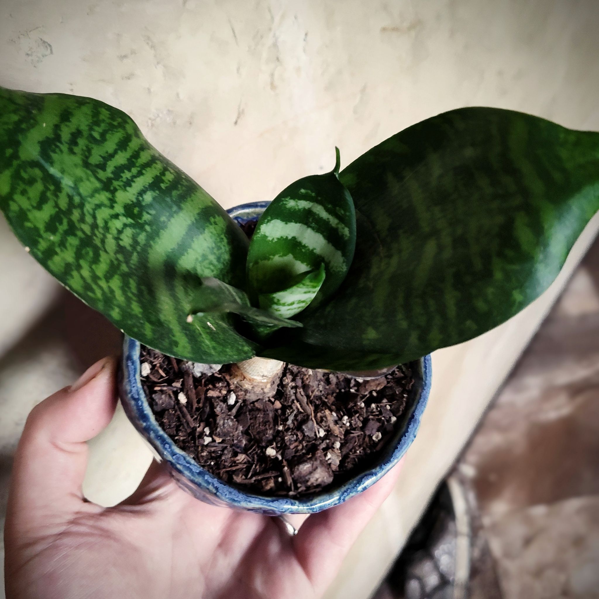 Photo of the plant species Silver Snake Plant by @JesssJungle named Sanders 💡 on Greg, the plant care app