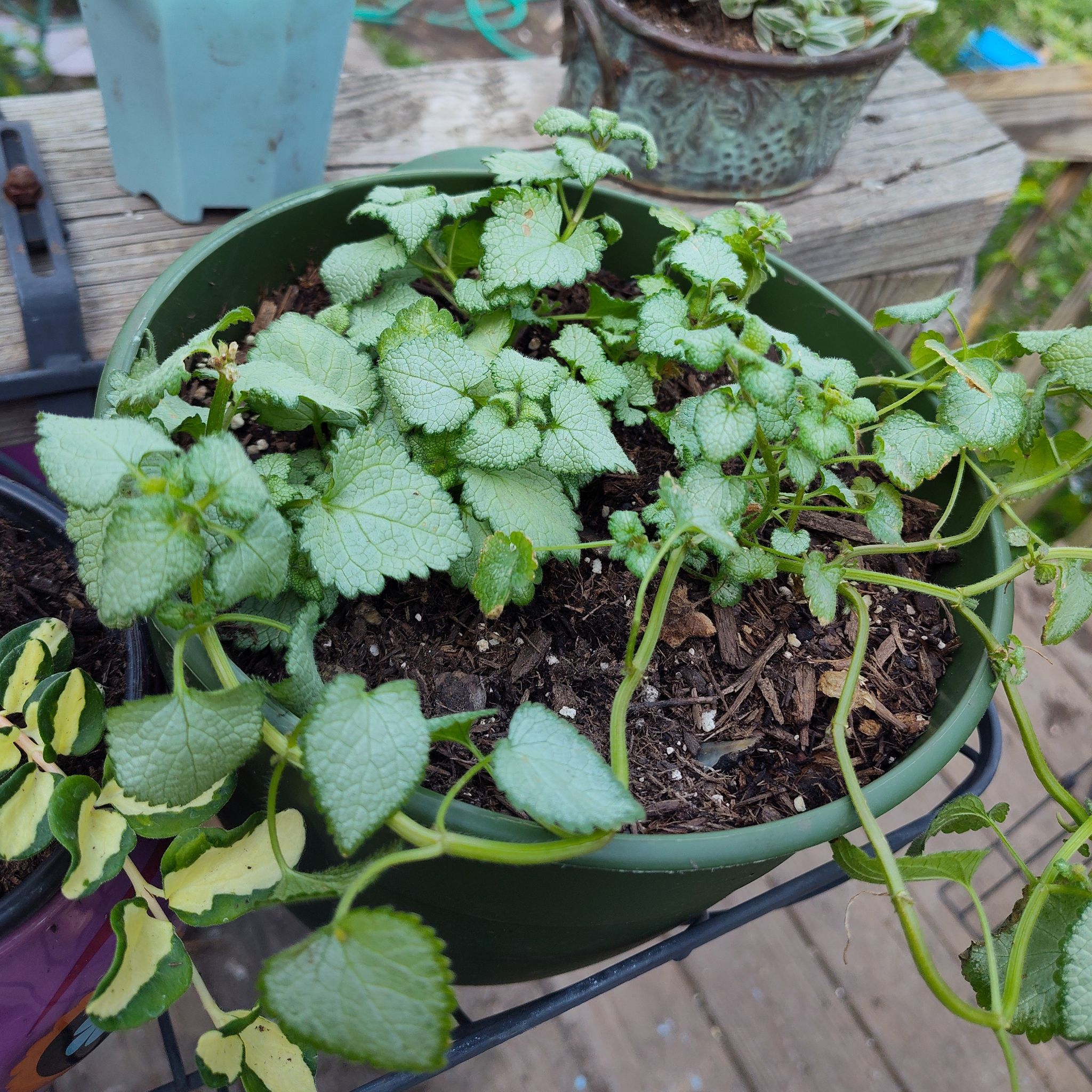 Potted Spotted Deadnettle plant with healthy green leaves and visible soil.
