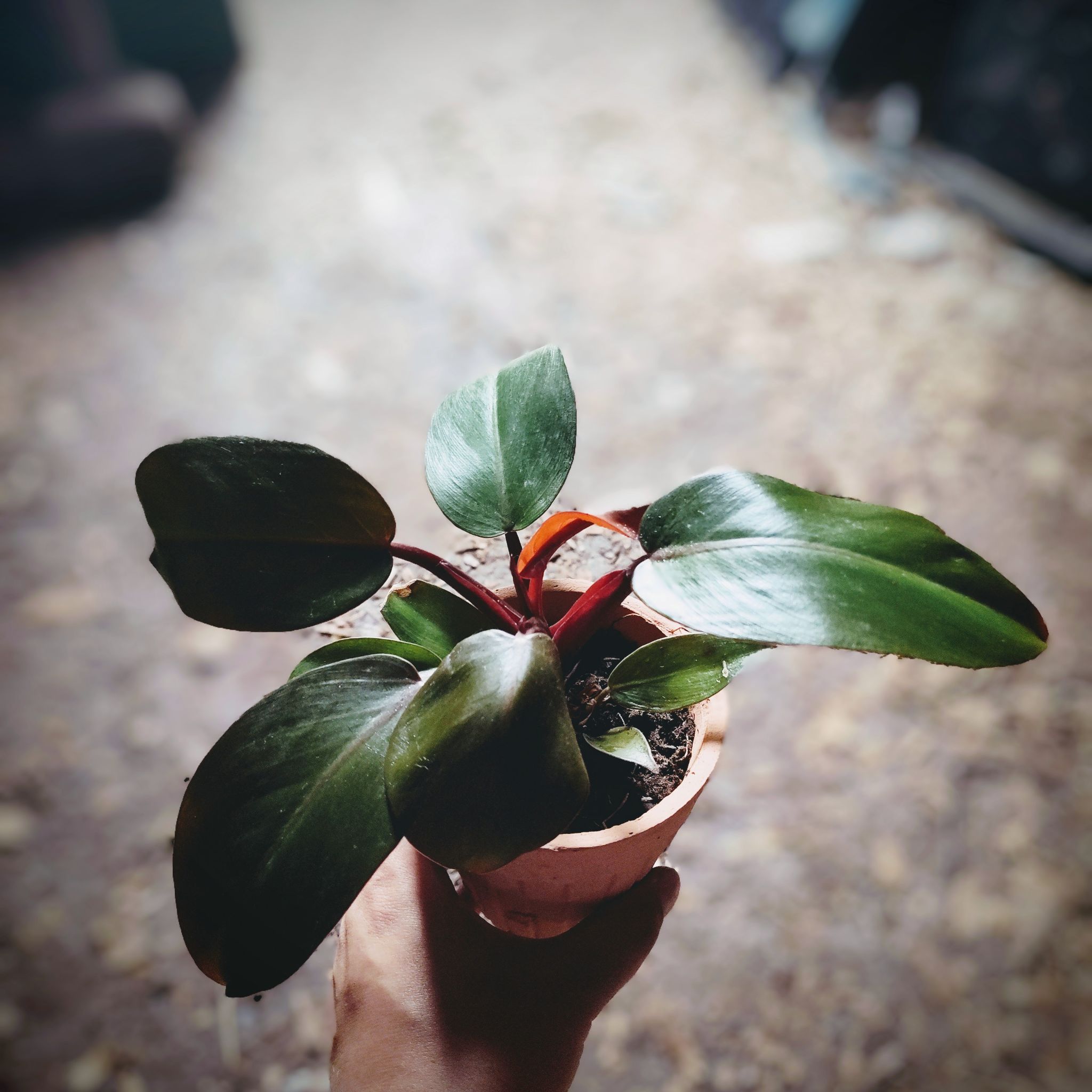 Cherrywine