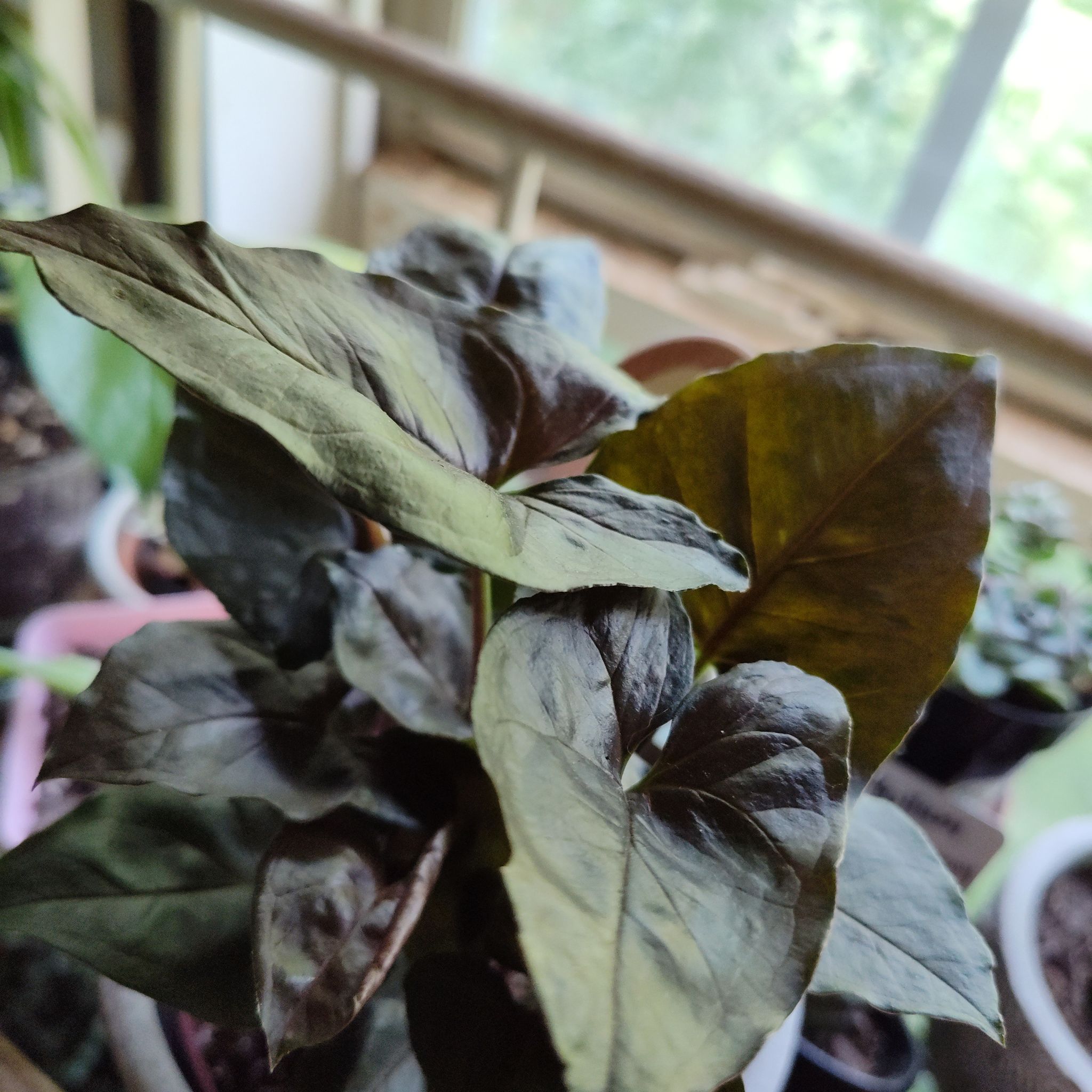 Photo of the plant species Syngonium podophyllum 'Mickey' by @JesssJungle named Aes on Greg, the plant care app