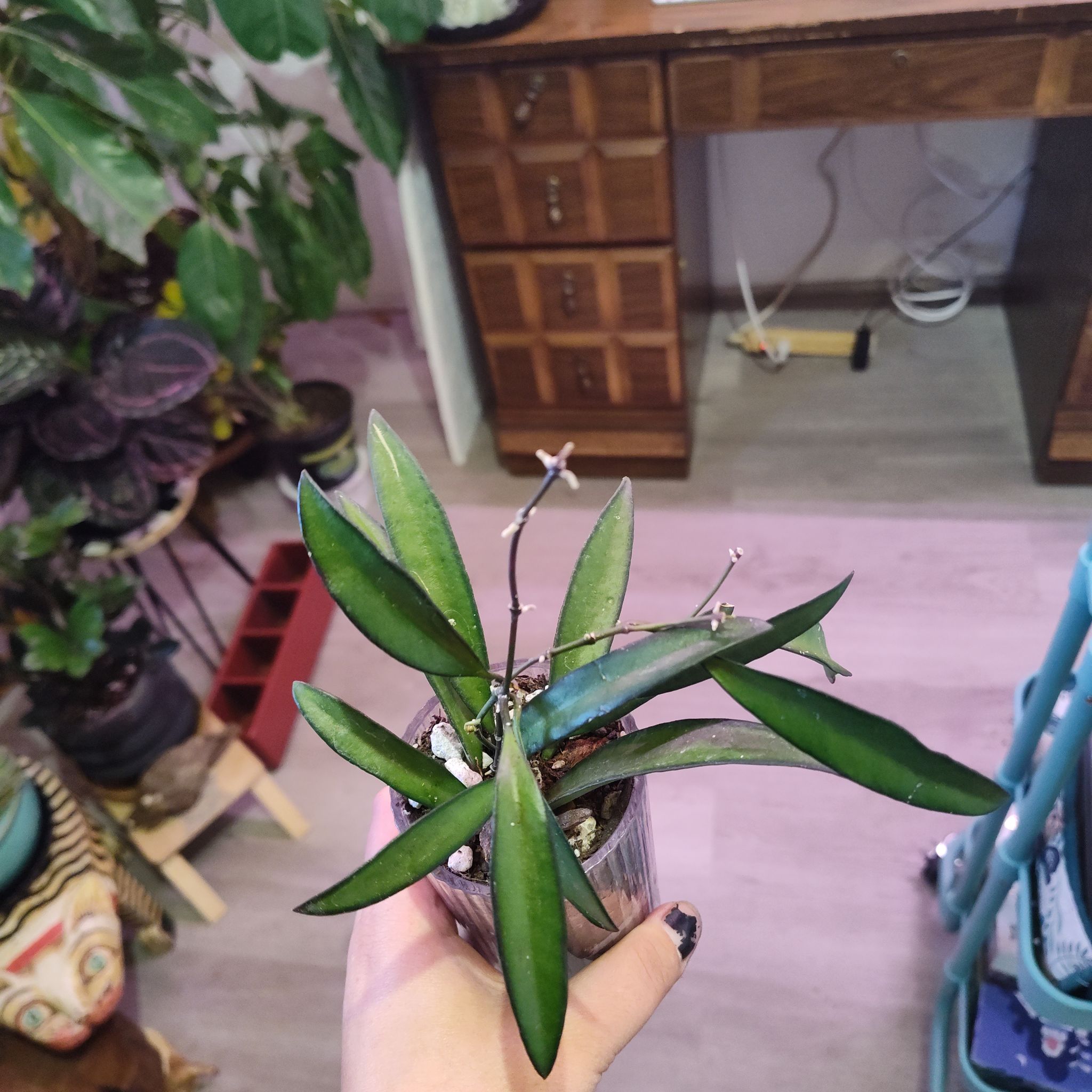 Bawb The Hoya