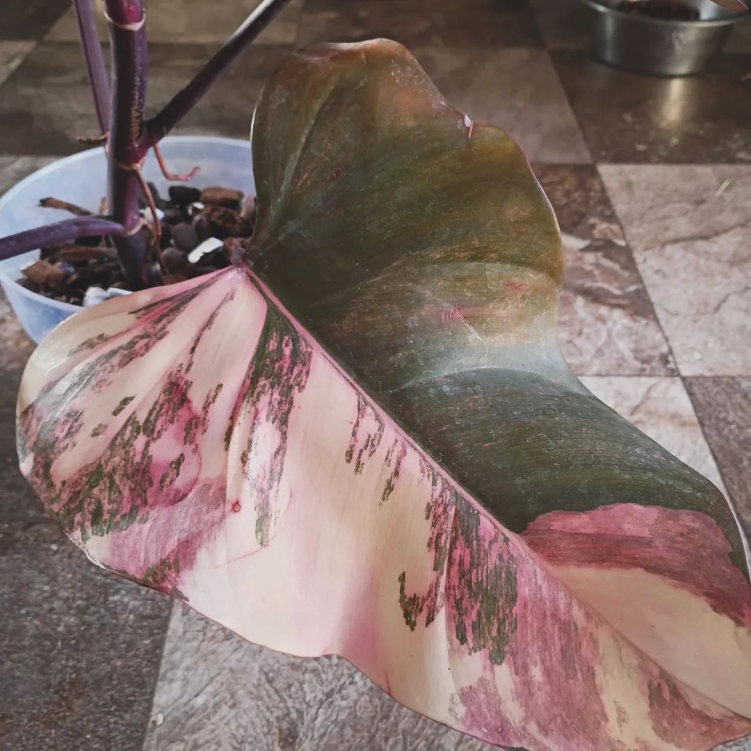 Photo of the plant species Strawberry Shake Philodendron by @JesssJungle named NoNameYet on Greg, the plant care app